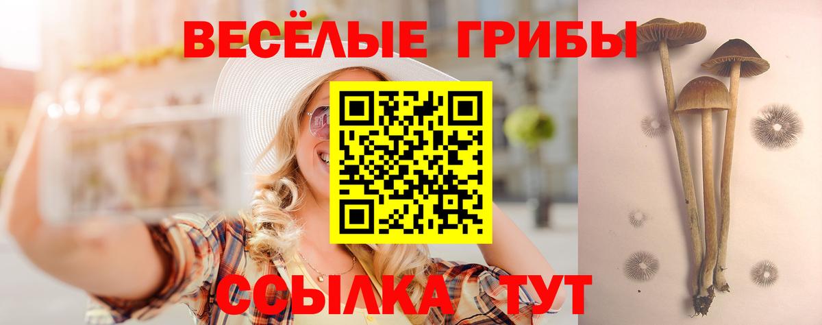 Галлюциногенные грибы Psilocybine cubensis Саки